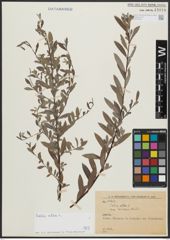 Foto von Salix alba L.